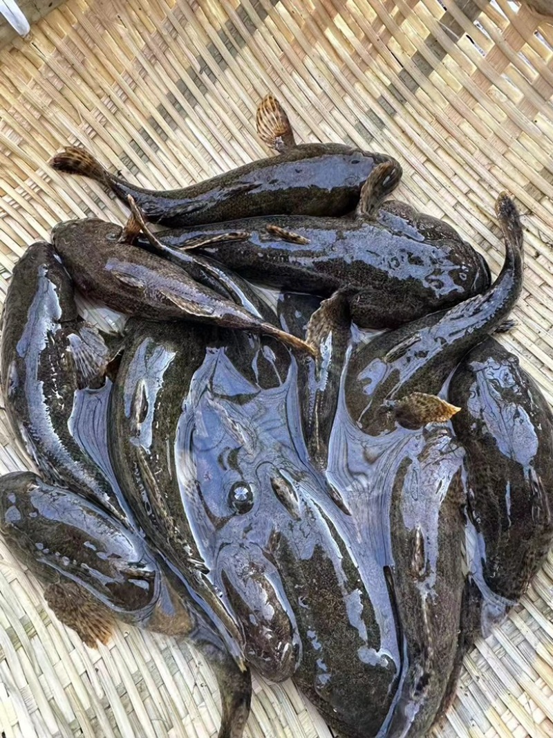 沙塘鳢