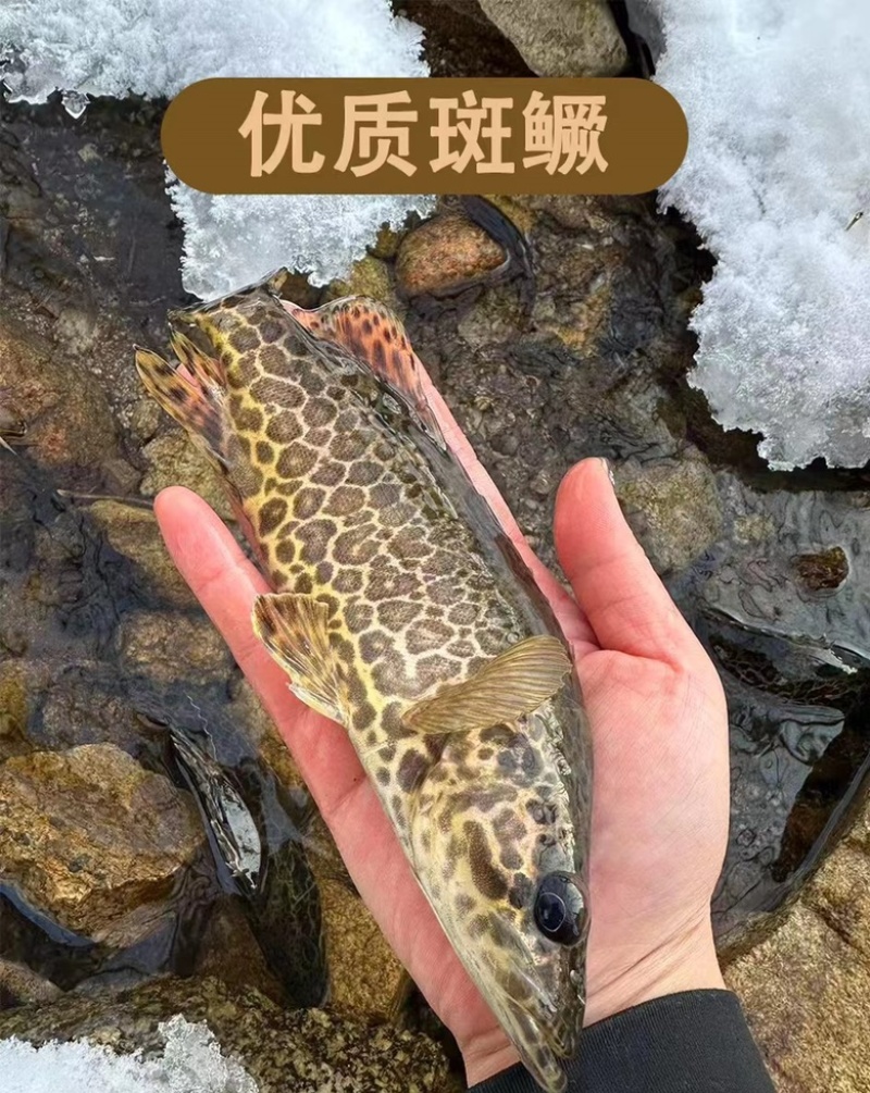 斑鳜