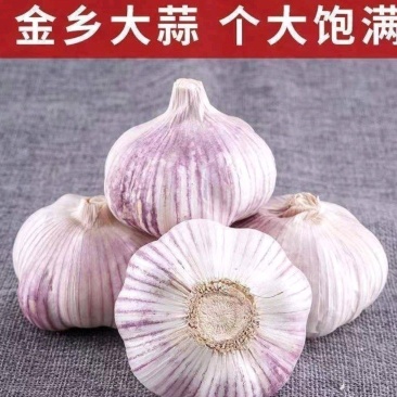 山东大蒜新干蒜大蒜大蒜头批发3斤5斤10斤大蒜