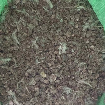 风干鸡粪