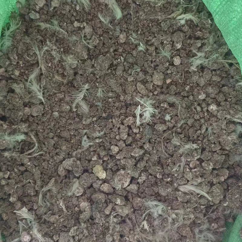 风干鸡粪