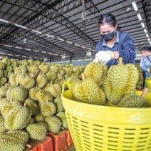 金枕榴莲一手货源批发市场，a果保5房，坏果包赔