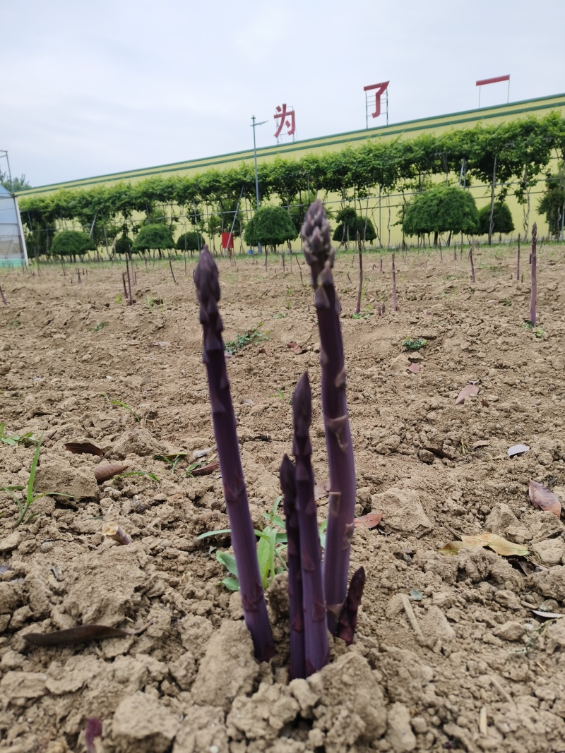 杂交一代芦笋苗批发零售，现挖现发，成活率高