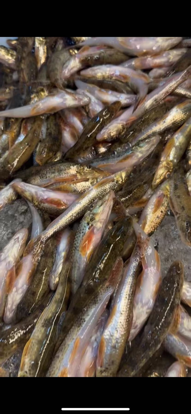 沙棍子
