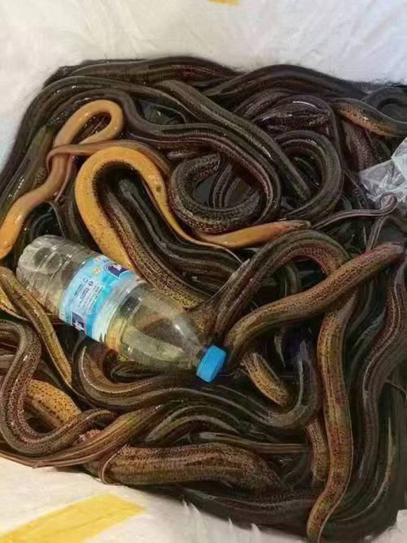优质鳝鱼批发，货源充足支持小批量采购样品，招代理商