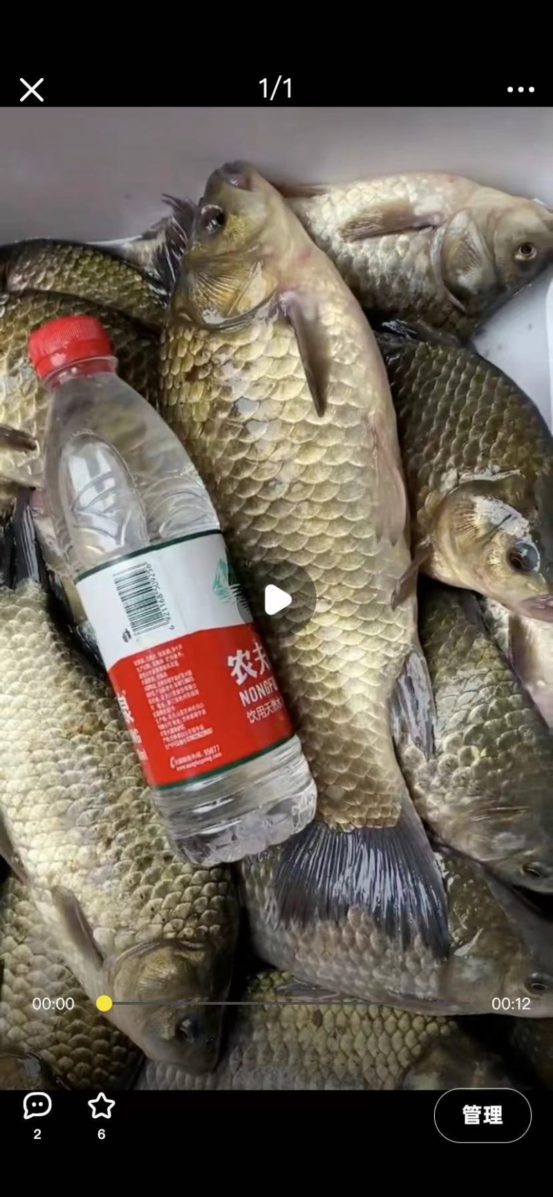 鲫鱼