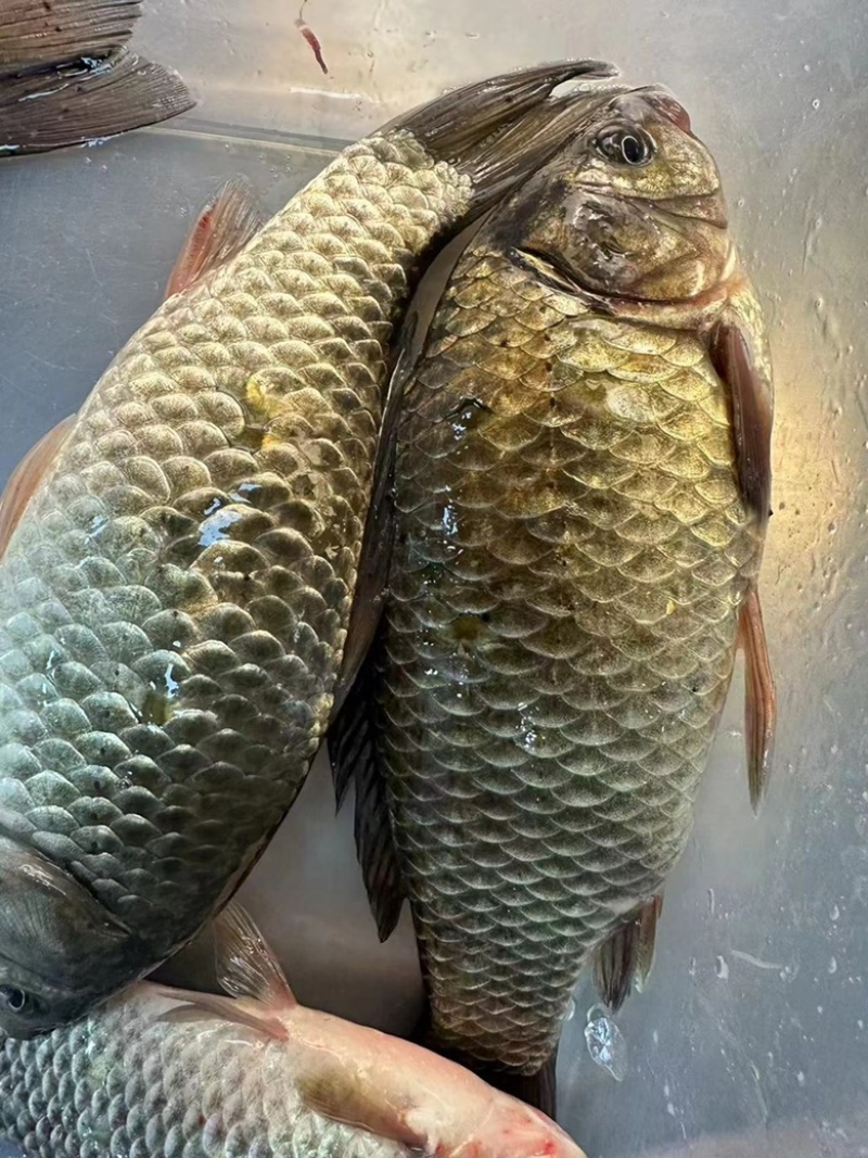 鲫鱼