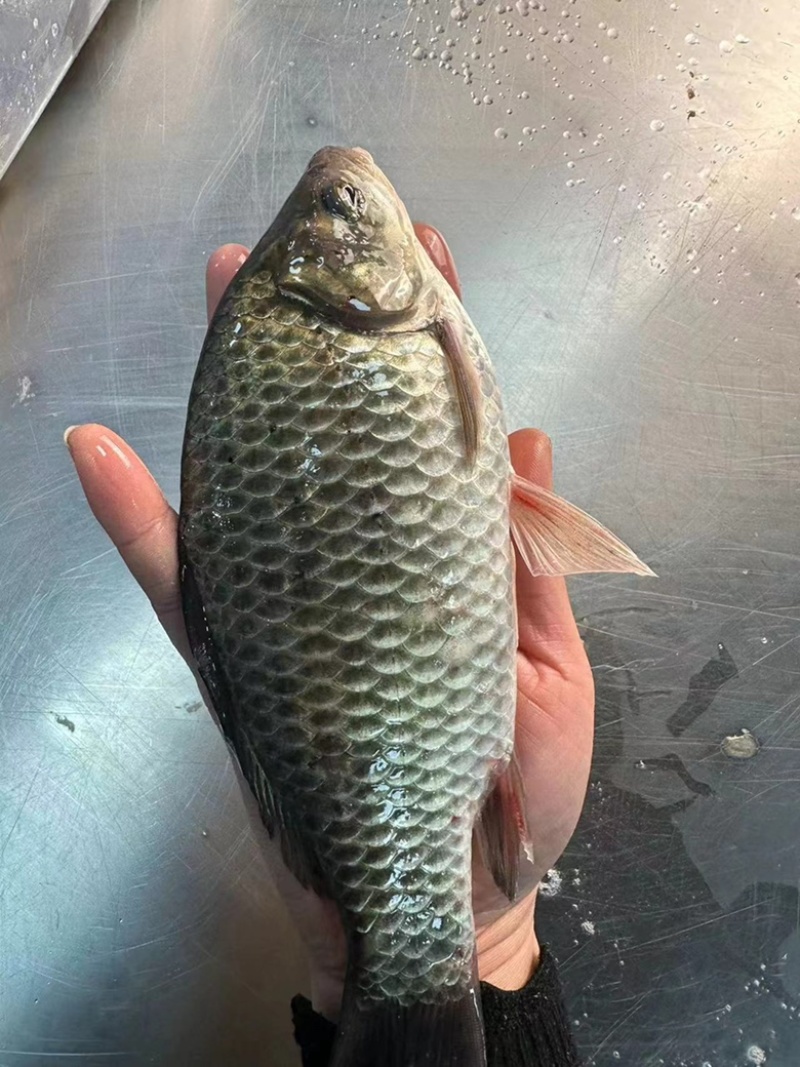 鲫鱼