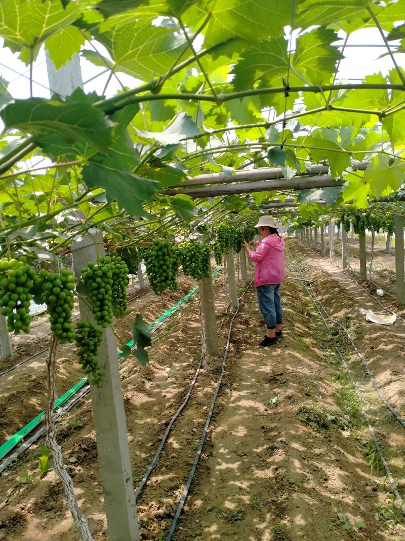 山东阳光玫瑰青提当季新鲜水果现摘青提子水果产地直发