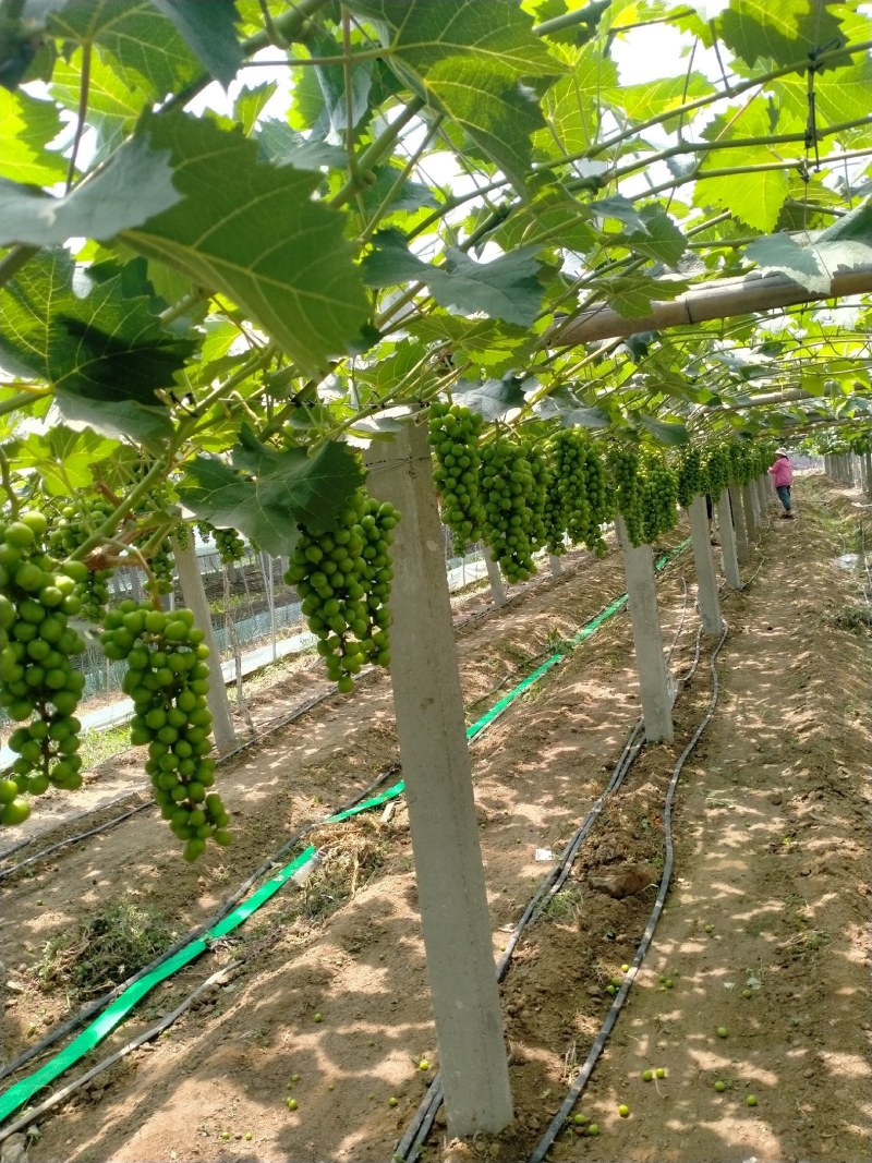山东阳光玫瑰青提当季新鲜水果现摘青提子水果产地直发