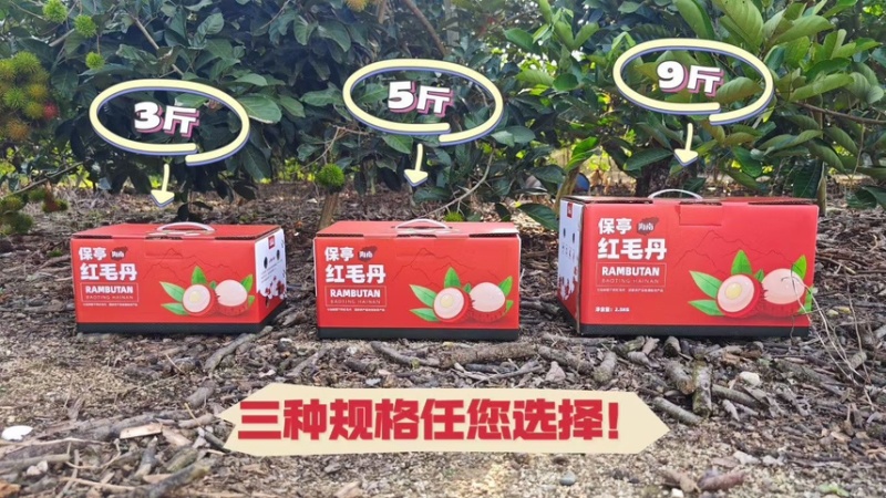 海南保亭红毛丹7号果，精品特大果，礼盒包装，顺丰空运。
