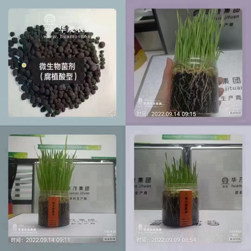 10亿微生物菌剂-矿源腐植酸型