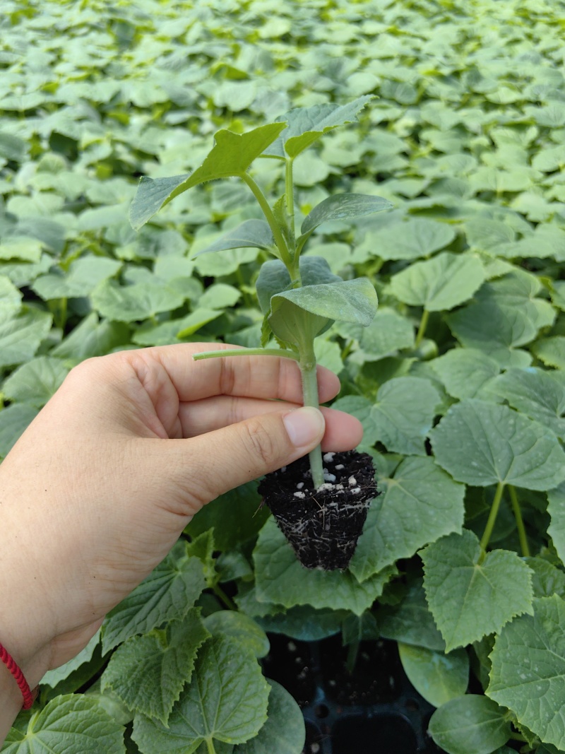嫁接黄瓜苗绿瓤瓜把短黑油产量高抗病能力强