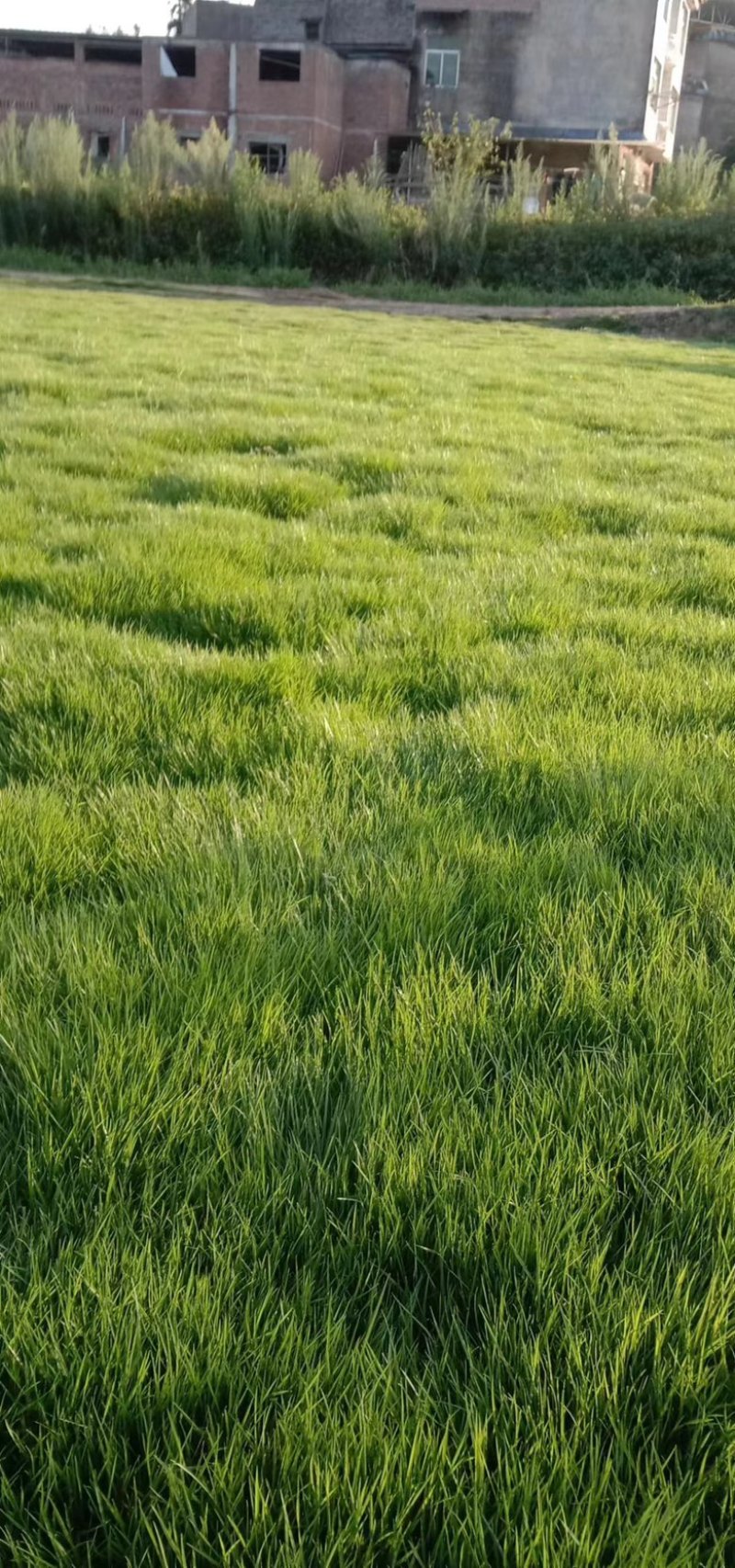 台湾二号混播