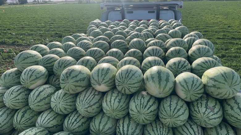 特小凤西瓜在田间自然成熟,果皮光滑,果肉呈自然金黄色 特小凤西瓜在阳光下的自然生长状态