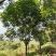 精品栾树15公分