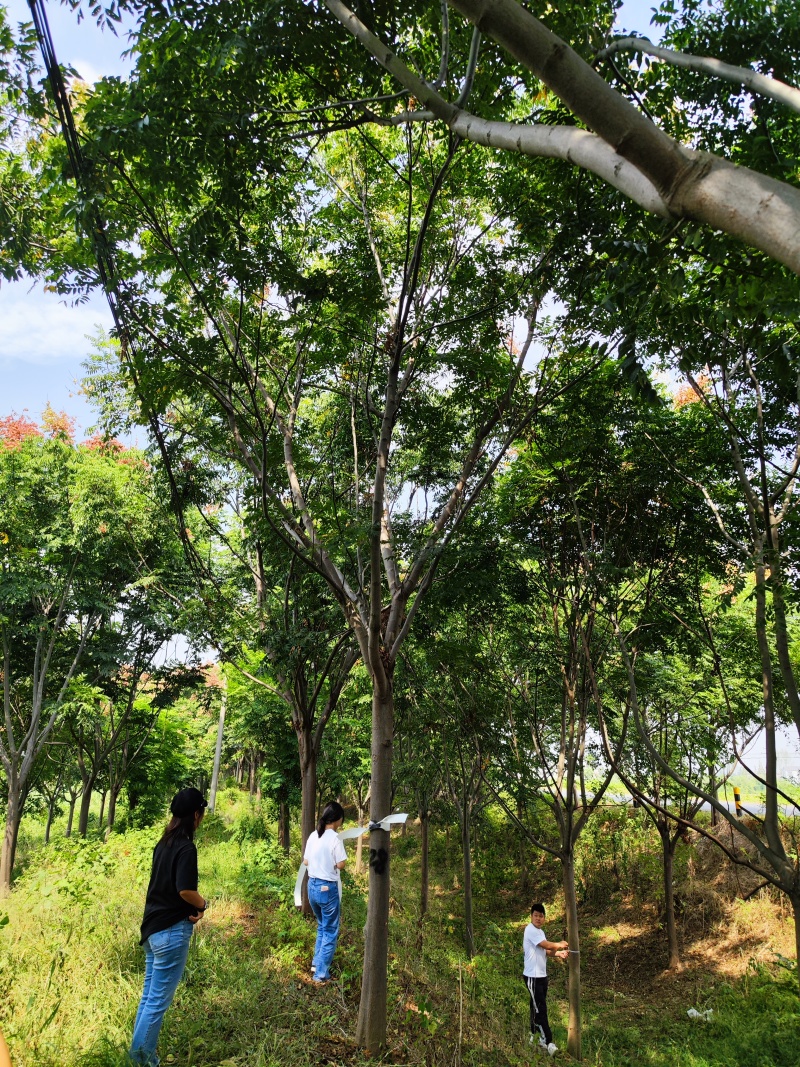 精品栾树15公分