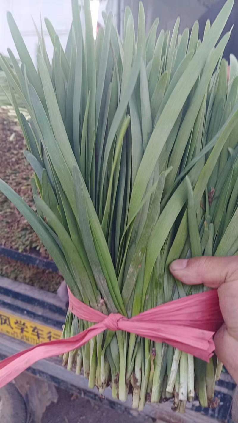 河北邯郸大叶韭菜万亩韭菜基地产地直发欢迎来电