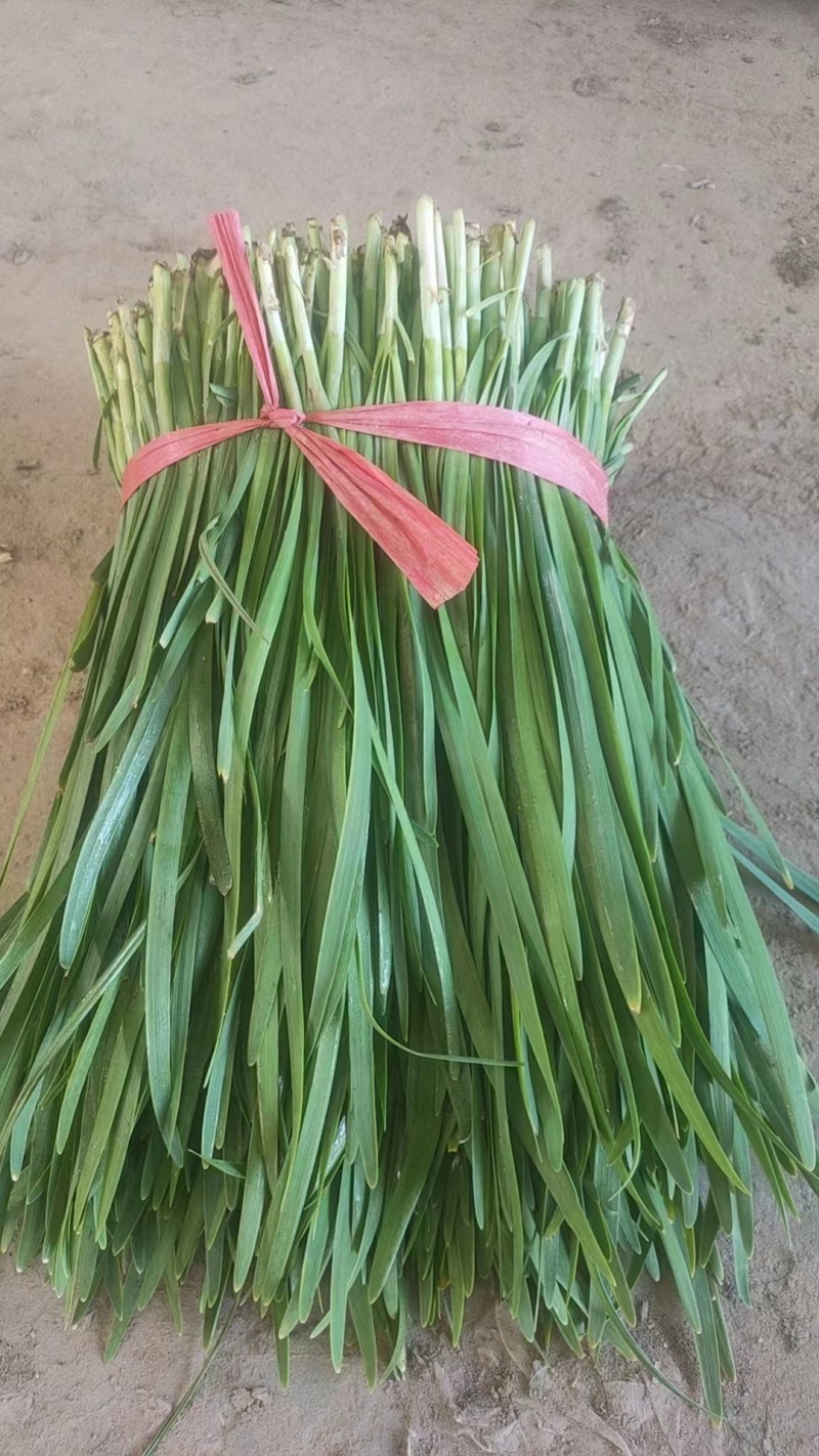河北邯郸大叶韭菜万亩韭菜基地产地直发欢迎来电