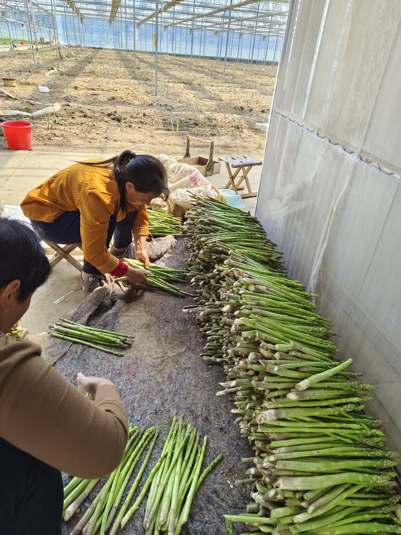 公司常年供应杂交一代芦笋苗康爱草1号F1