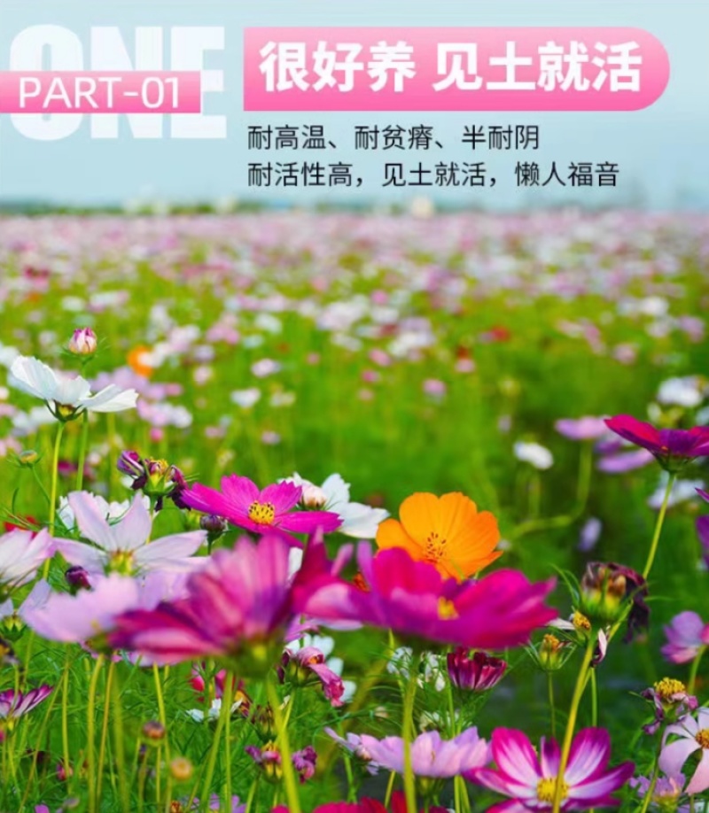 格桑花花种四季可种开花快易种植易成活种子