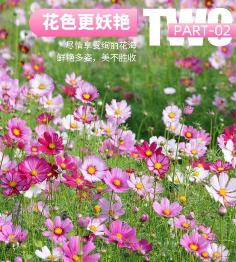 格桑花花种四季可种开花快易种植易成活种子