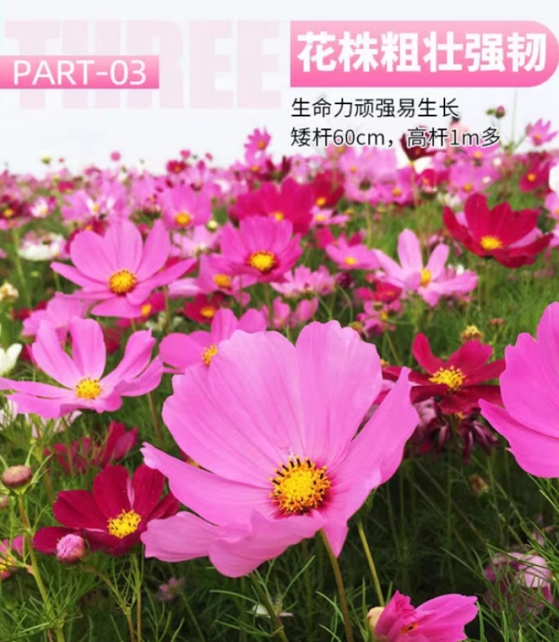 格桑花花种四季可种开花快易种植易成活种子
