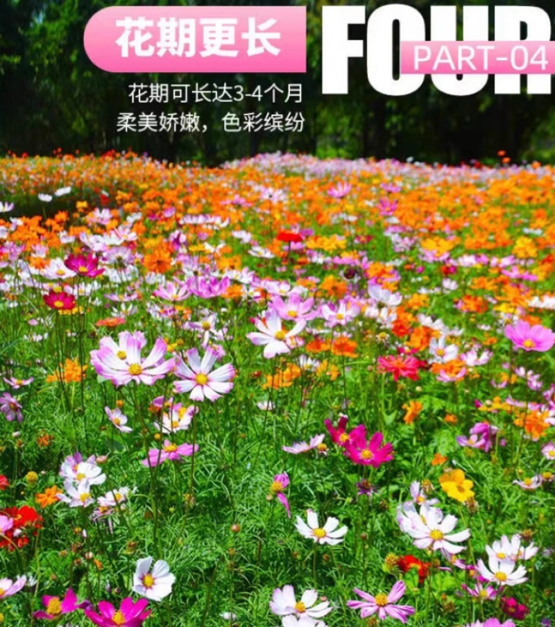 格桑花花种四季可种开花快易种植易成活种子