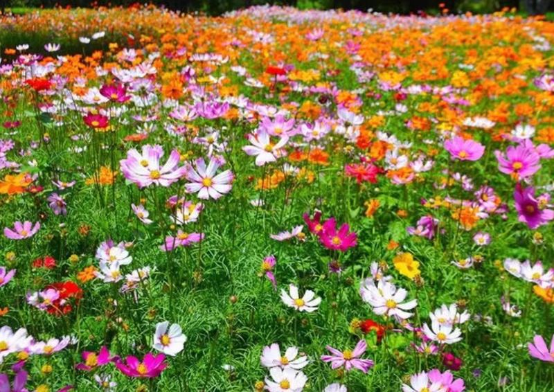 格桑花花种四季可种开花快易种植易成活种子