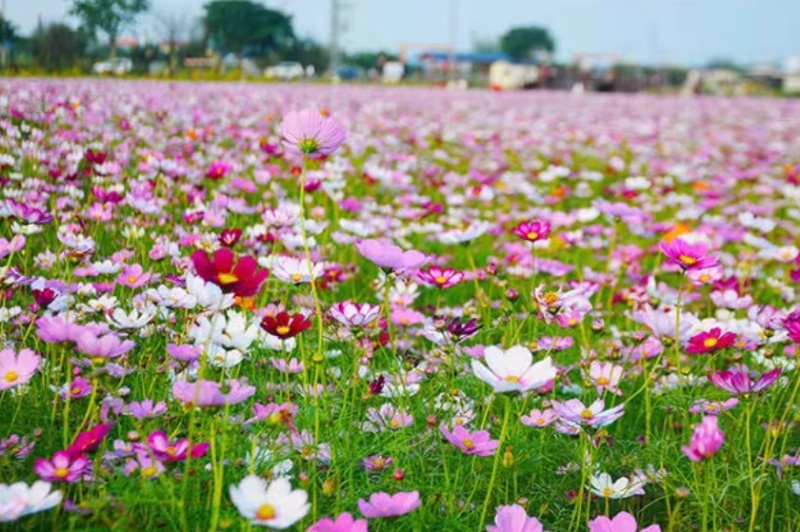 格桑花花种四季可种开花快易种植易成活种子