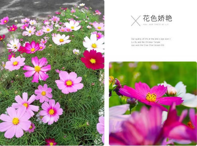 格桑花花种四季可种开花快易种植易成活种子