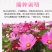 格桑花花种四季可种开花快易种植易成活种子