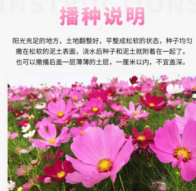 格桑花花种四季可种开花快易种植易成活种子