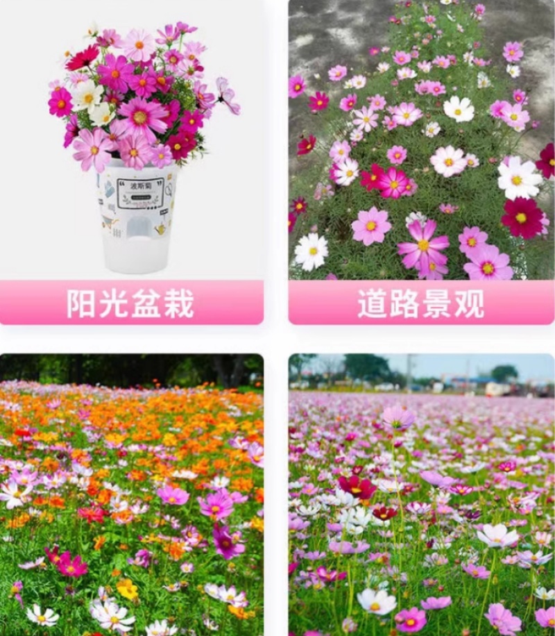 格桑花花种四季可种开花快易种植易成活种子