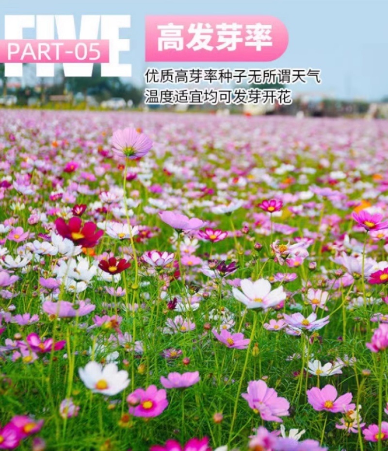 格桑花花种四季可种开花快易种植易成活种子