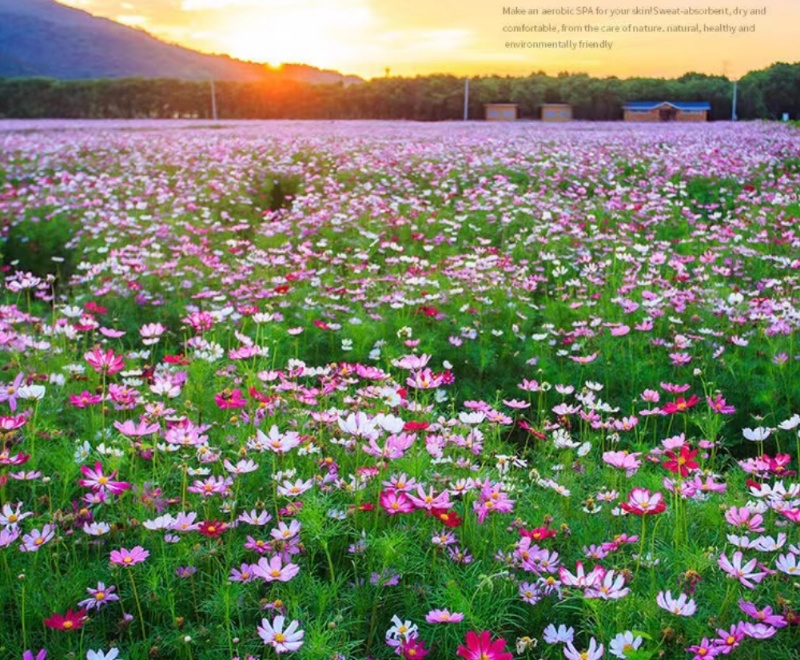 格桑花花种四季可种开花快易种植易成活种子