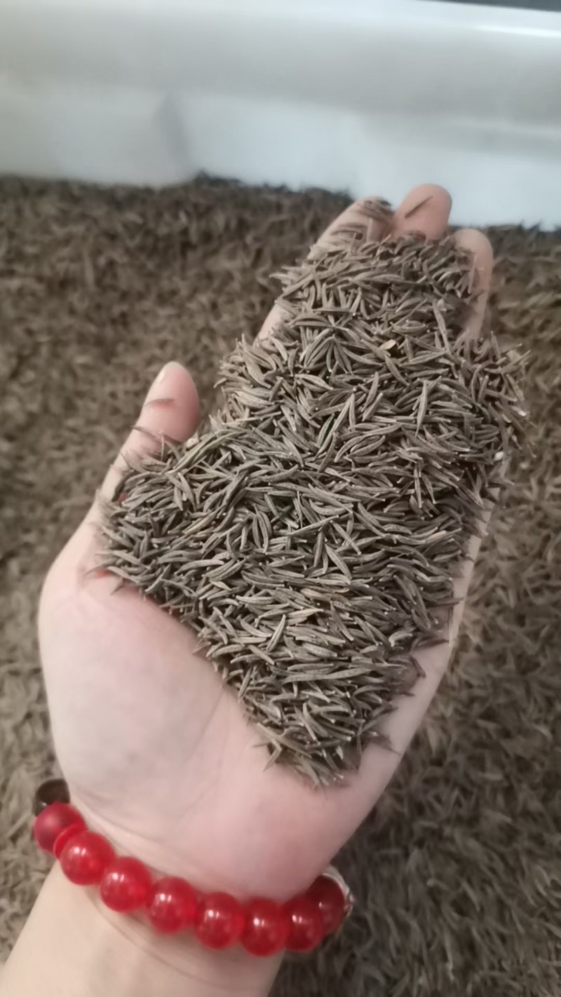 格桑花花种四季可种开花快易种植易成活种子