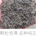 格桑花花种四季可种开花快易种植易成活种子