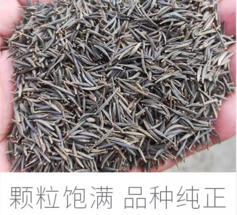 格桑花花种四季可种开花快易种植易成活种子