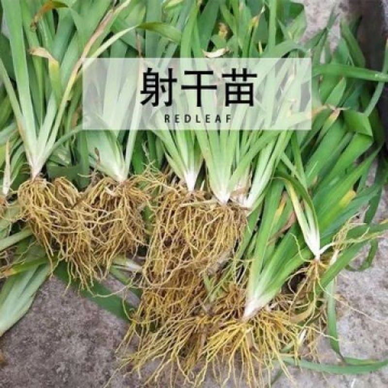 射干苗，大量出售，亩效益，二万多元，二年生长周期，易管理