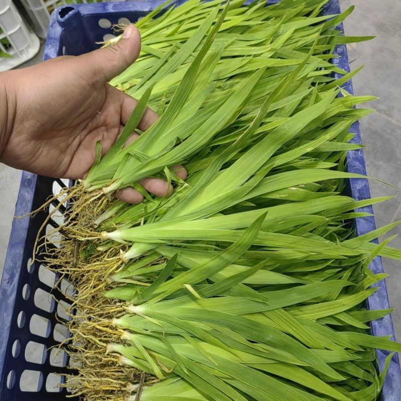 射干苗，大量出售，亩效益，二万多元，二年生长周期，易管理