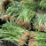 射干苗，大量出售，亩效益，二万多元，二年生长周期，易管理