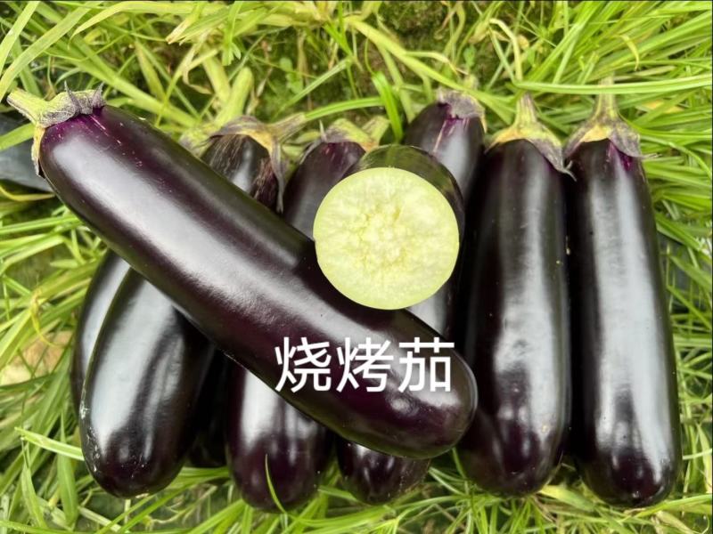 茄子种子绿萼长茄种籽大果好吃布利塔茄子种烧烤茄子