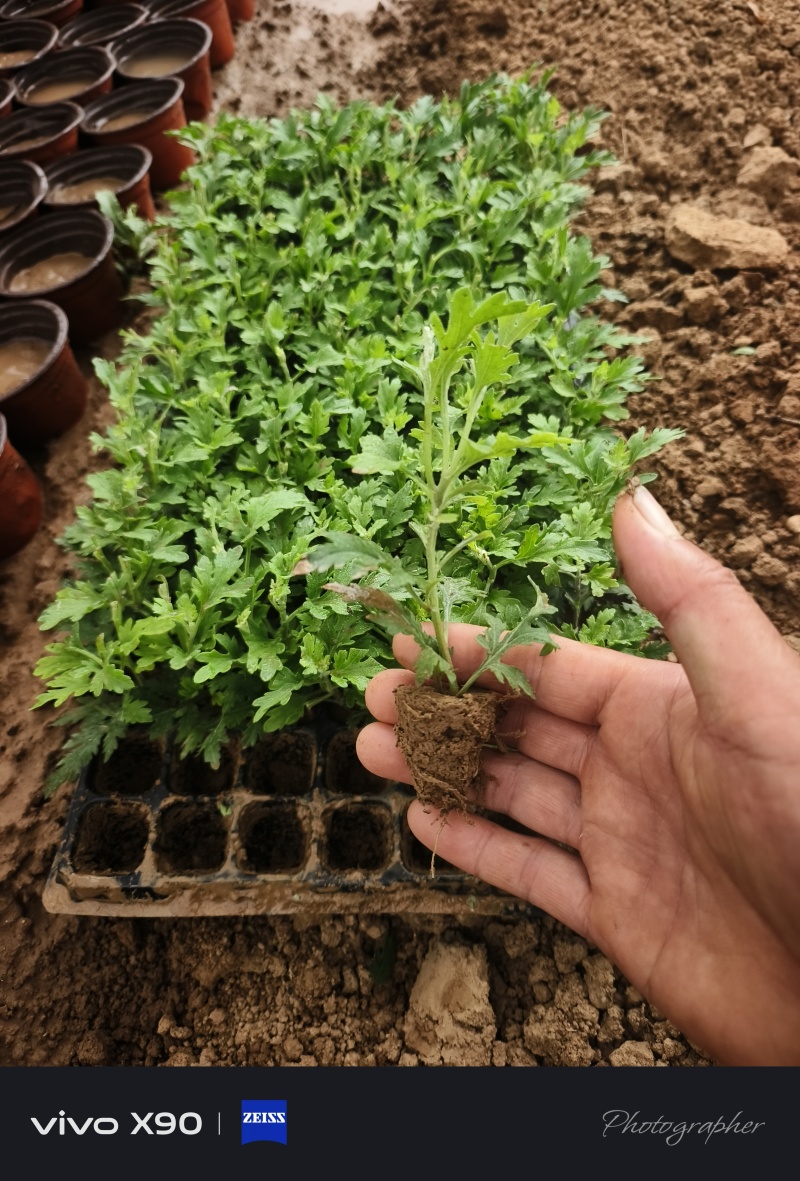 国庆菊，穴盘苗，有红色的，黄色的，玫红色的，量大从优