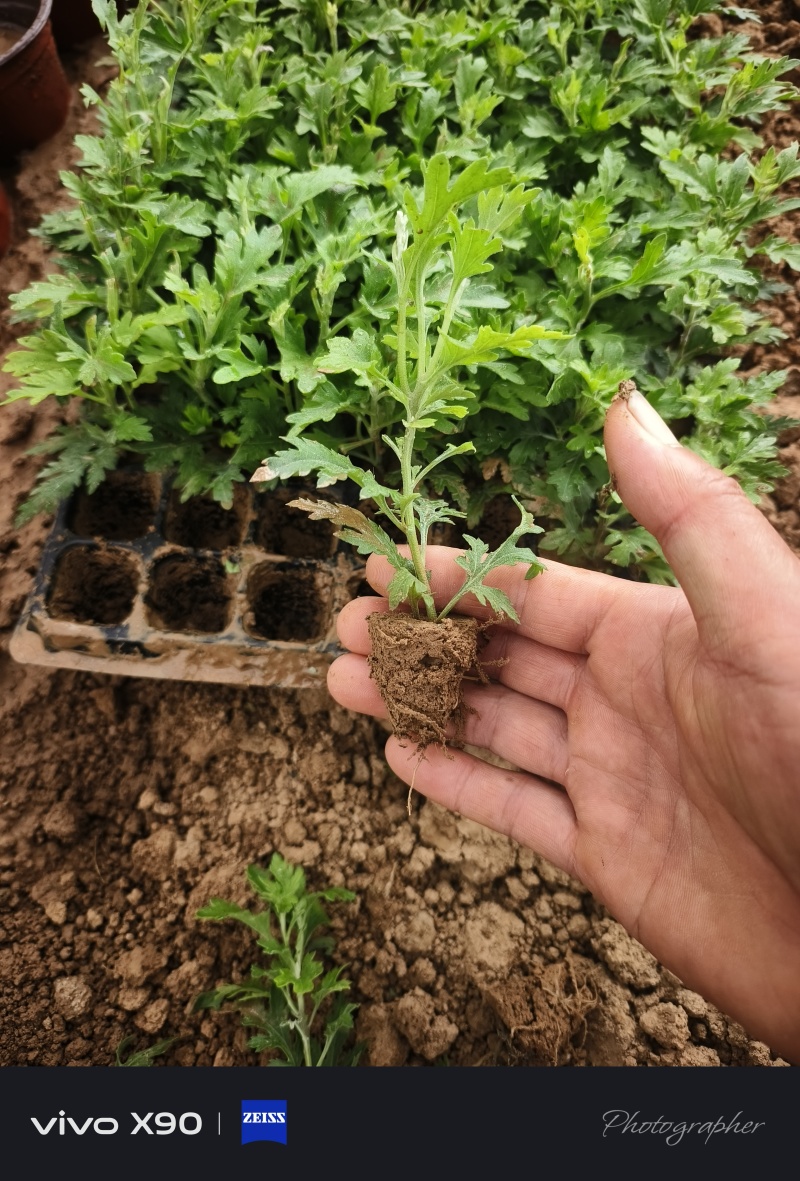 国庆菊，穴盘苗，有红色的，黄色的，玫红色的，量大从优