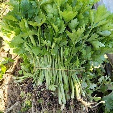 法国皇后优质芹菜苗