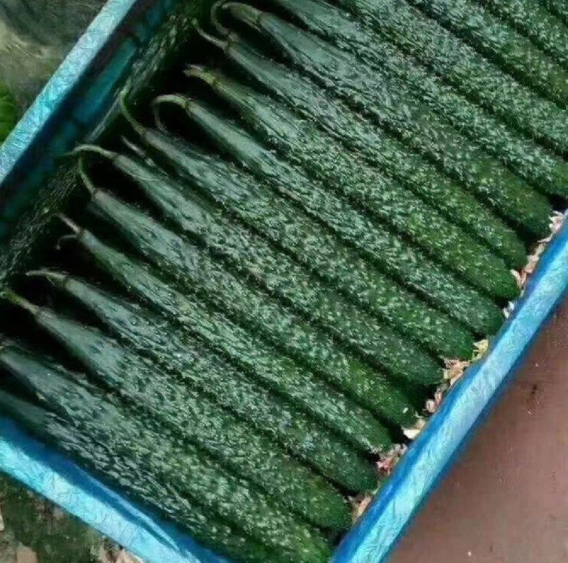 滑县产地密刺黄瓜，精品货，一级，二级，电商货，通货。