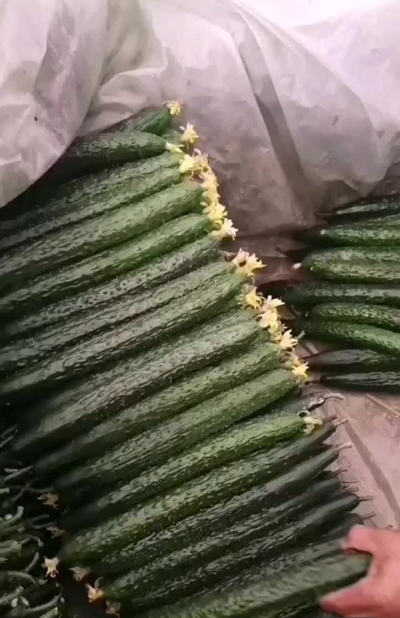 滑县产地密刺黄瓜，精品货，一级，二级，电商货，通货。