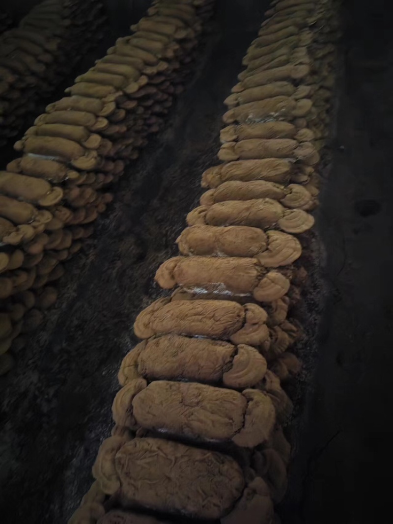 美芝灵芝基地供应全国直销量大质优价优支持视频看货