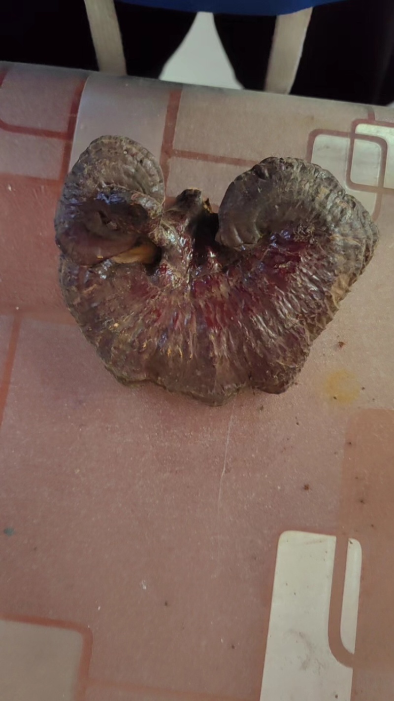 美芝灵芝基地供应全国直销量大质优价优支持视频看货